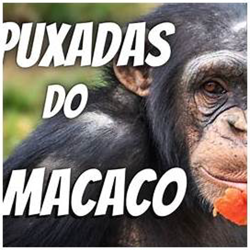 Jogo do Bicho Macaco